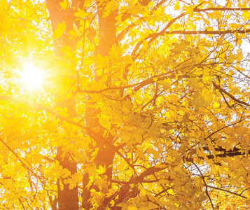Autumn Foliage in Marlborough